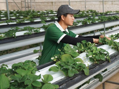 Doanh nghiệp đầu tư vào nông nghiệp 4.0 đang gặp vướng mắc về tiếp cận đất đai.