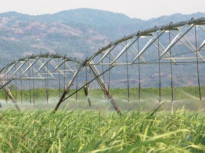 Doanh nghiệp mía đường có thêm thời gian gia tăng “công lực“