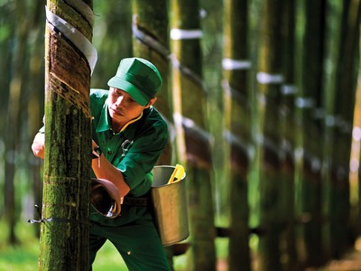 Từ đầu năm 2018 đến nay, các doanh nghiệp trong ngành cao su thiên nhiên quay trở lại tình cảnh khó khăn khi giá cao su tự nhiên giảm về mức thấp nhất trong nhiều năm qua.