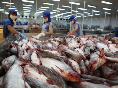 Việt Nam có thể tăng thị phần xuất khẩu cá tra vào Mỹ, nhờ hưởng lợi từ căng thẳng Mỹ - Trung.