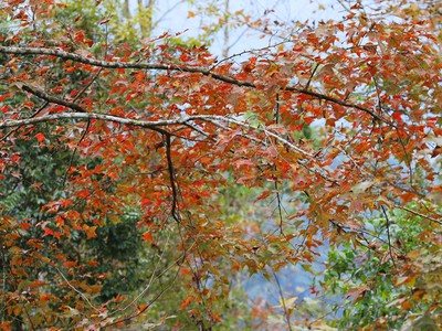 Mùa cây đổ lá vàng ở Cao Bằng