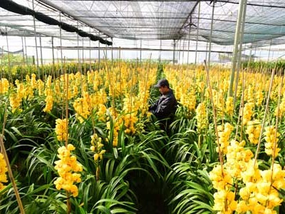 Địa lan Đà Lạt nở sớm buộc nhiều nhà vườn phải cắt bán với giá thấp.