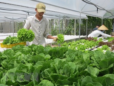 (Ảnh minh họa. Chương Đài/TTXVN).