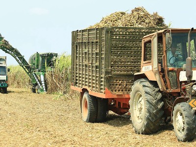 Lợi nhuận SLS (Mía đường Sơn La) giảm mạnh trong quý II năm tài chính 2019