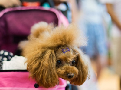 Những nghề thu nhập tăng đột biến nhờ Tết