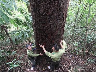 Một cây lim bốn người ôm không xuể. Ảnh:Đắc Thành.