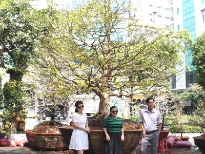 “Điểm danh” những cây mai “khủng” nhất Tết Kỷ Hợi 2019