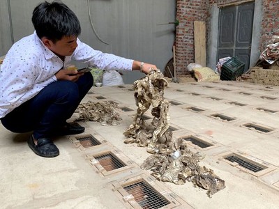 Rắn lột da, người dân gom lại đem bán được với giá 200.000 đồng/kg.