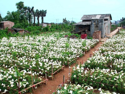 Những ngày đầu tháng tư, vườn hoa loa kèn ở vườn Nhật Tân, Tây Tựu (Hà Nội) đang nở rộ.