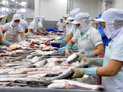 Doanh nghiệp cá tra thận trọng lên kế hoạch 2019