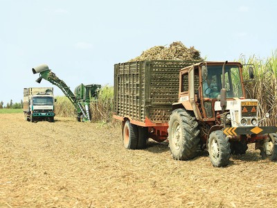 Mía đường Sơn La (SLS) chia cổ tức 150% bằng tiền, gấp rưỡi so với kế hoạch 