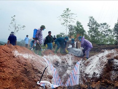 Lực lượng dân quân xã Đức Ninh, huyện Hàm Yên (Tuyên Quang) hỗ trợ tiêu hủy đàn lợn bị nhiễm dịch tả lợn châu Phi. Ảnh: Quang Cường/TTXVN