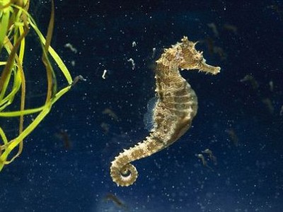 Những đặc sản Việt được ví như “thần dược” dành cho phái mạnh