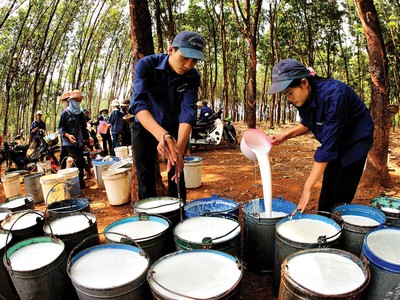 Doanh nghiệp cao su vượt khó