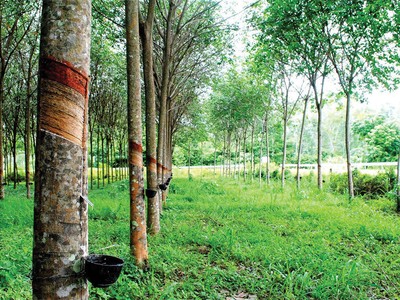 Cao su Đồng Phú (DPR): Lợi nhuận 5 tháng 2019 sụt giảm mạnh