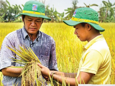 Khá nhiều mô hình dùng NPK Cà Mau 1 hạt đã cho năng suất cao và lợi nhuận tốt.