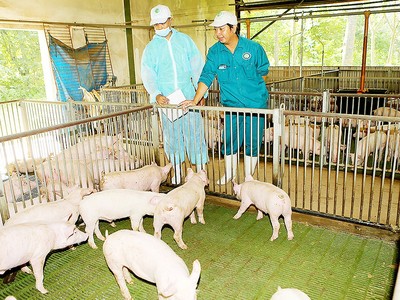 Bức tranh kinh tế 6 tháng: Điểm nóng ngành chăn nuôi