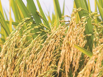 Vinaseed (NSC) chia cổ tức 20% bằng tiền sau khi điều chỉnh giảm kế hoạch kinh doanh