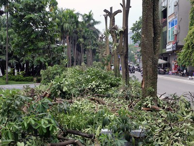 Hoa sữa quanh Hồ Tây được đánh chuyển. Ảnh: Tất Định.