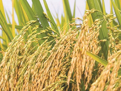 6 tháng, Tập đoàn Lộc Trời (LTG) báo lãi sau thuế 255 tỷ đồng, tăng 26% cùng kỳ