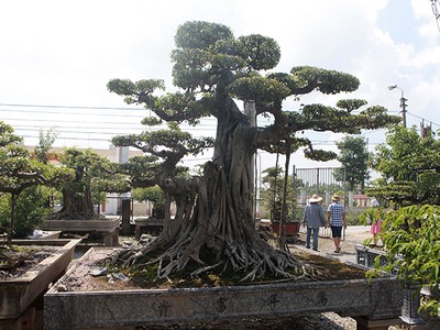 Cây sanh “Cột cờ Hà Nội” giá 2 tỷ, chủ nhân vẫn nhất quyết không bán