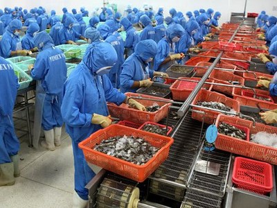 Mặt hàng tôm Việt được nhận định sẽ khó cạnh tranh với các đối thủ tại thị trường Trung Quốc khi nước này điều chỉnh tỷ giá đồng NDT.