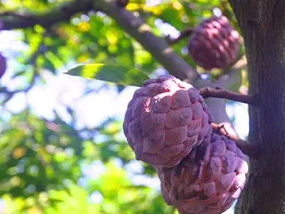 400.000 đồng một kg na tím