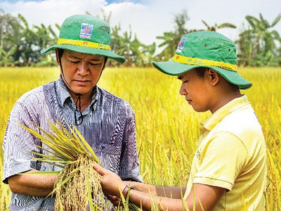 Thị trường phân bón dần lập lại trật tự