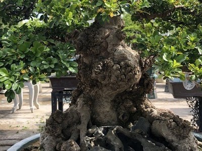 Đã có người trả 1,5 tỉ đồng nhưng chủ cây không bán.