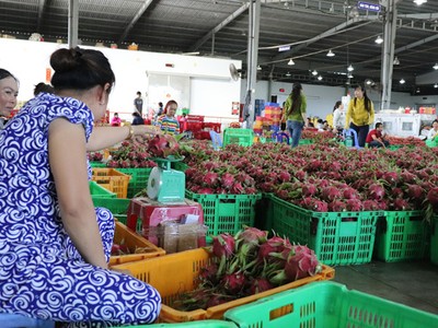 Thanh long ruột trắng tăng giá gấp 3 lần so với tháng 8.