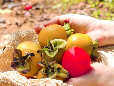 Hồng giòn và những món ăn đượm vị mùa thu ở Đà Lạt