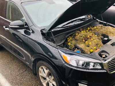 Sóc tích trữ lương thực trong khoang máy ôtô, suýt gây cháy xe