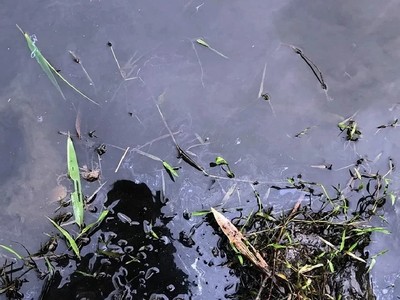 Dầu thải tại khu vực nhà máy nước sạch. Ảnh: Bá Đô.