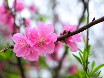 Chính thức ban hành lịch nghỉ Tết Âm lịch 2020