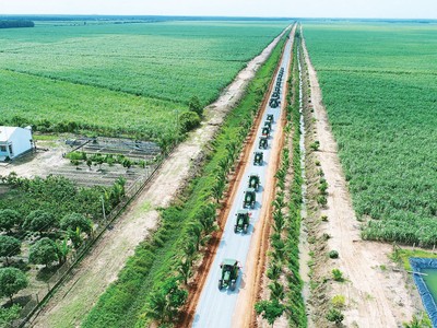 OCB đồng hành cùng nông dân trồng mía.