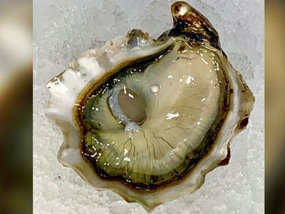 Viên ngọc quý nằm trong con hàu Kumamoto.