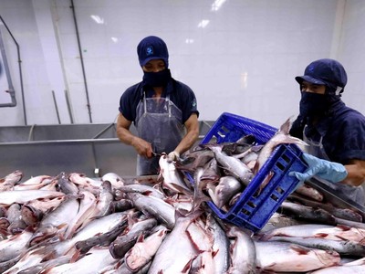 Chế biến cá tra xuất khẩu tại nhà máy của Công ty XNK thủy sản Cửu Long An Giang. (Ảnh: TTXVN).