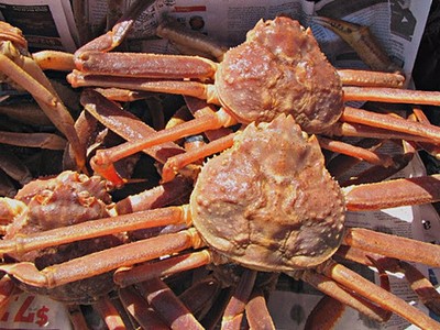 Cua tuyết sống nhiều ở Nhật và châu Âu. Ảnh: Europêche.