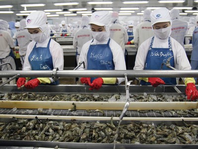 Giá mặt hàng tôm xuất khẩu trong năm 2019 có diễn biến giảm, trong khi giá tôm nguyên liệu tăng cao.