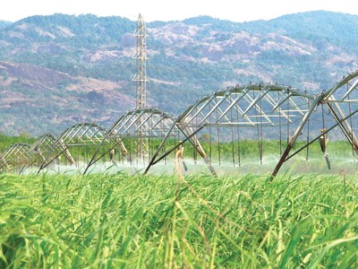 Ngành mía đường, “sân chơi” không dành cho kẻ yếu 