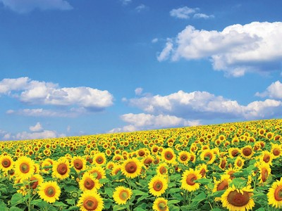 Một chỉ tiêu được đánh giá là rất quan trọng đối với doanh nghiệp nhưng chưa được thể hiện trong các báo cáo thường niên, đó là “Cơ chế tư vấn và báo cáo các mối quan ngại 
về đạo đức”.