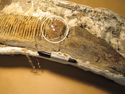 Khối hổ phách bám trên hóa thạch hàm khủng long. Ảnh: Science.