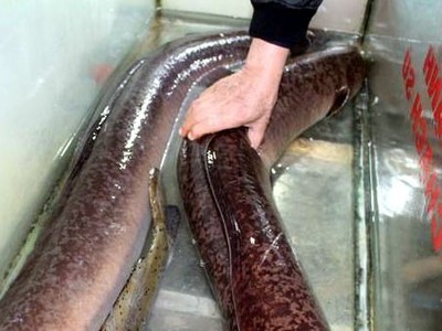 Cặp cá Lệch khủng được chủ nhà hàng mua lại.