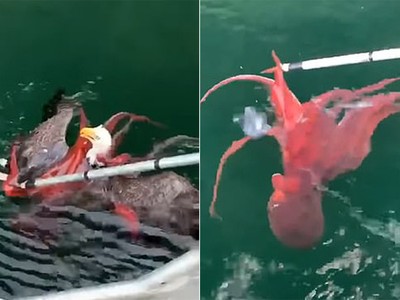 Đại bàng suýt chết đuối vì tham ăn bạch tuộc