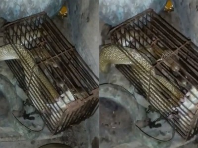 Hổ mang sập bẫy chuột vì mải bắt con mồi