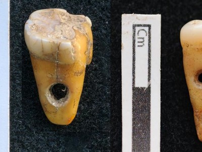 Hai chiếc răng được đục lỗ nhỏ để làm trang sức. Ảnh: Fox News.