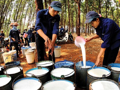 Sắp nhận cổ tức “khủng”, GVR sẽ có báo cáo đẹp cuối 2019