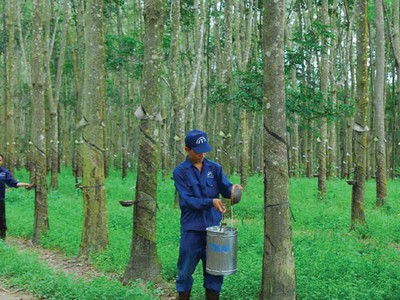 Cao su Đồng Phú giảm mạnh lợi nhuận