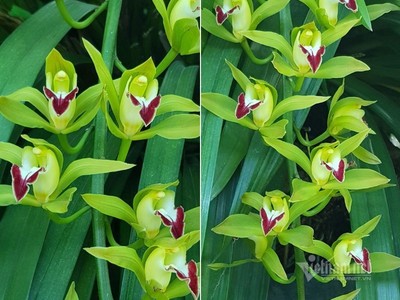 Lan Trần Mộng xanh ngọc trên thị trường có giá tới 2-3 triệu đồng/cành tùy loại.