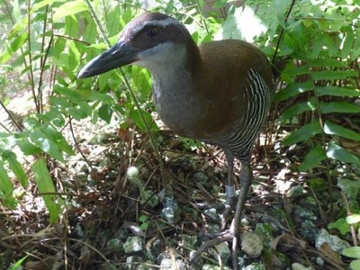 Gà nước Guam. Ảnh: CNN.